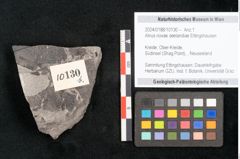 Foto (Objekt + Etikett) von Alnus novae zeelandiae Ettingshausen (NHMW-GEO-2024-0188-10130b)
